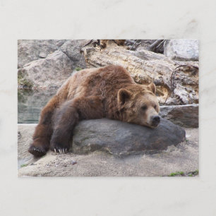 Carte Postale Ours Grizzli Reposant Sur Rocher