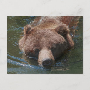 Carte Postale Ours grizzly