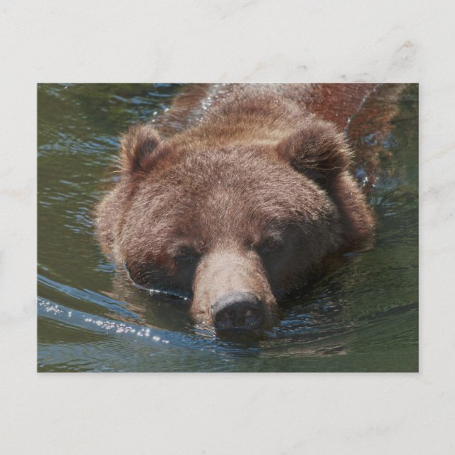 Carte Postale Ours grizzly (Devant)
