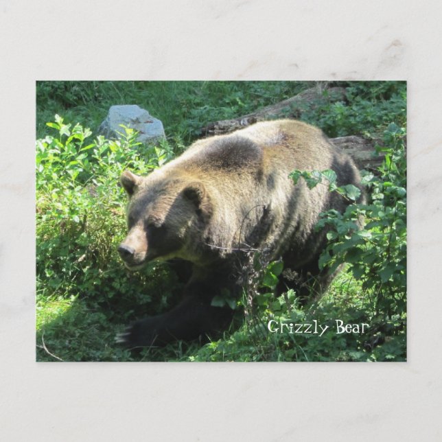 Carte Postale Ours grizzly (Devant)