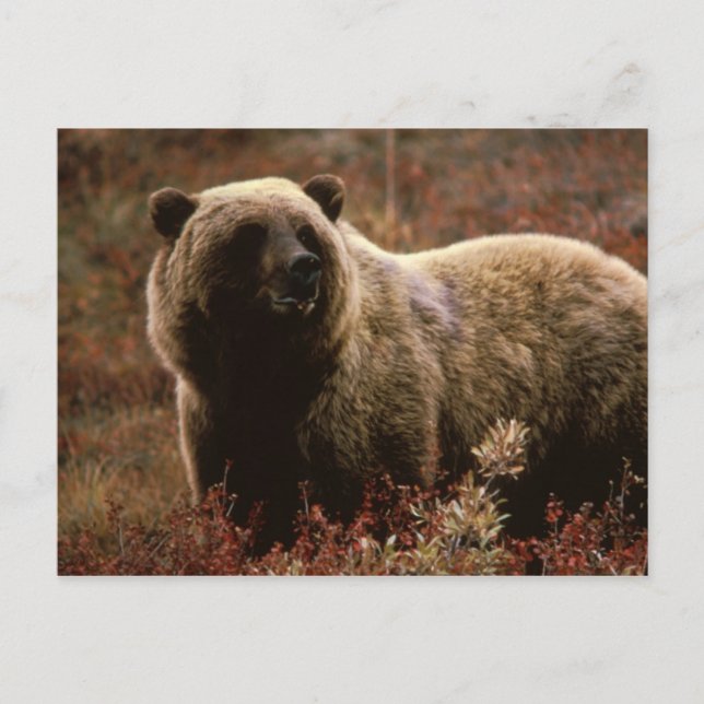 carte postale ours grizzly (Devant)
