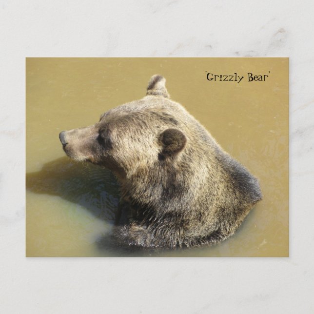 Carte Postale Ours Grizzly dans l'Eau (Devant)