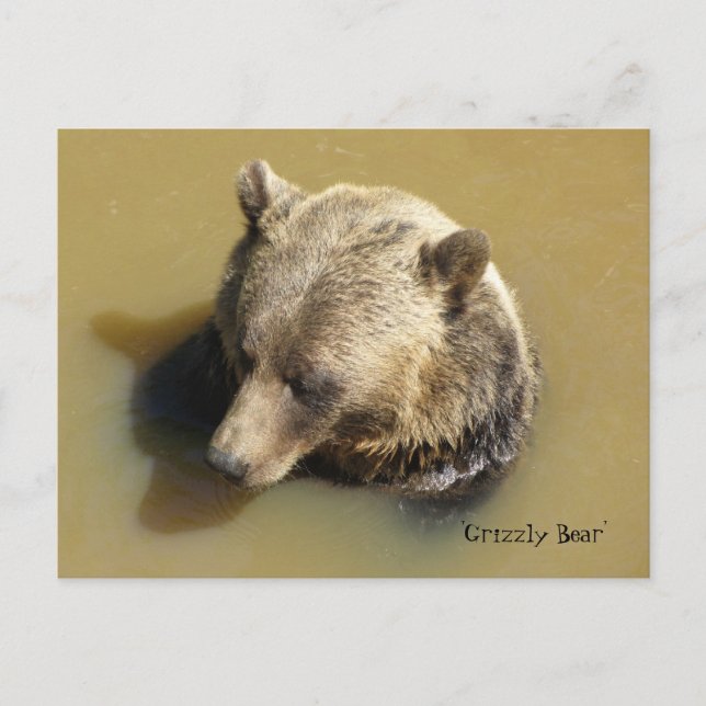 Carte Postale Ours Grizzly dans l'Eau (Devant)