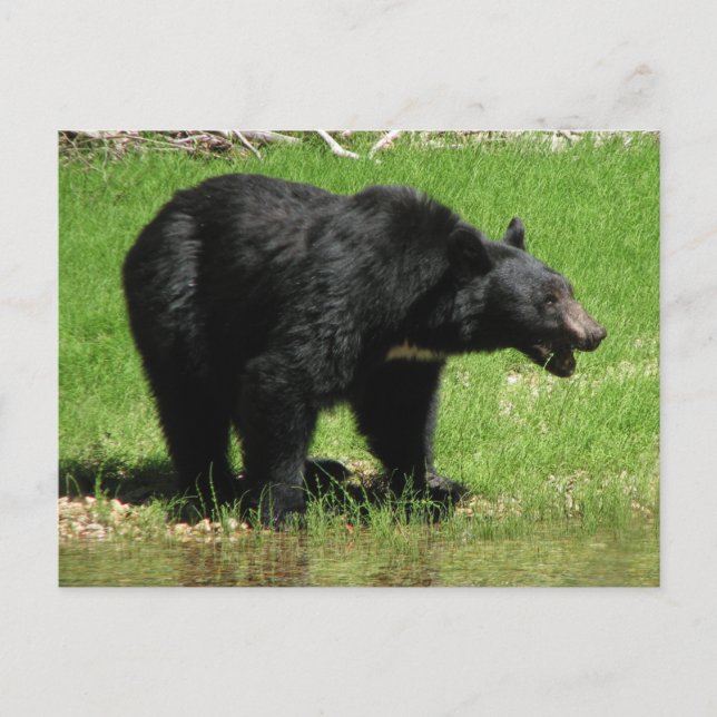 Carte Postale Ours Kasha 1 (Devant)