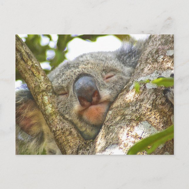 Carte postale Ours Koala (Devant)