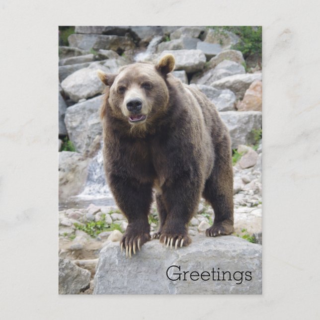 Carte Postale Ours Kodiac debout sur un rocher (Devant)