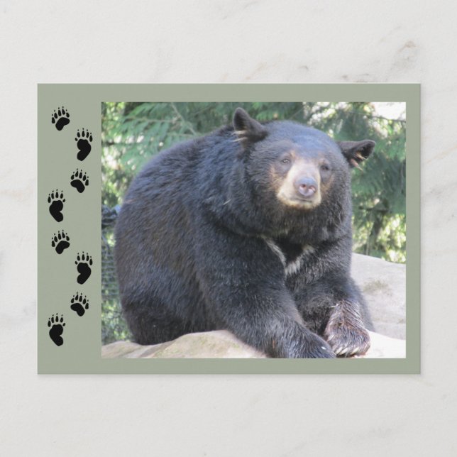 Carte Postale Ours noir (Devant)