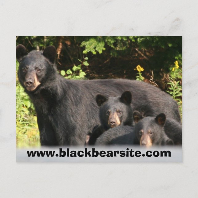 Carte Postale ours noir (Devant)