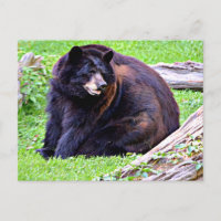 Ours (Noir)