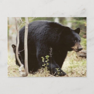 Carte Postale ours noir