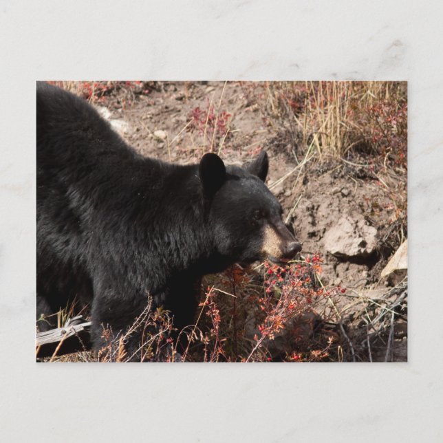 Carte Postale Ours noir (Devant)