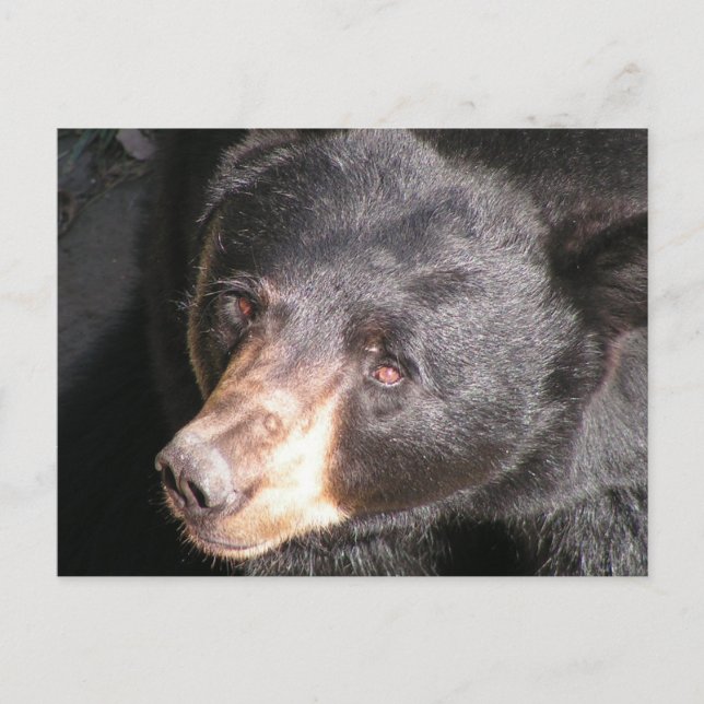 Carte postale Ours noir (Devant)
