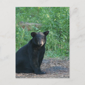 Carte Postale ours noir