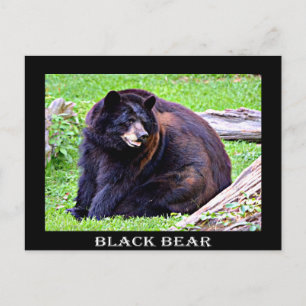 Carte Postale Ours (noir)