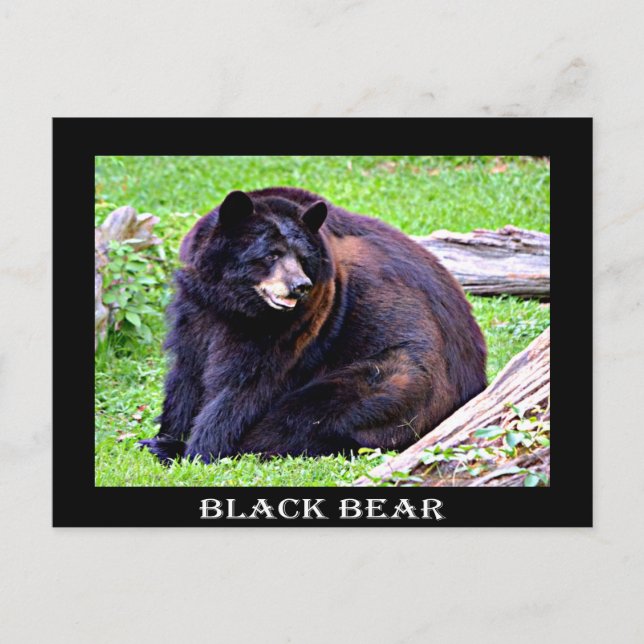 Carte Postale Ours (noir) (Devant)