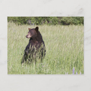 Carte postale Ours noir