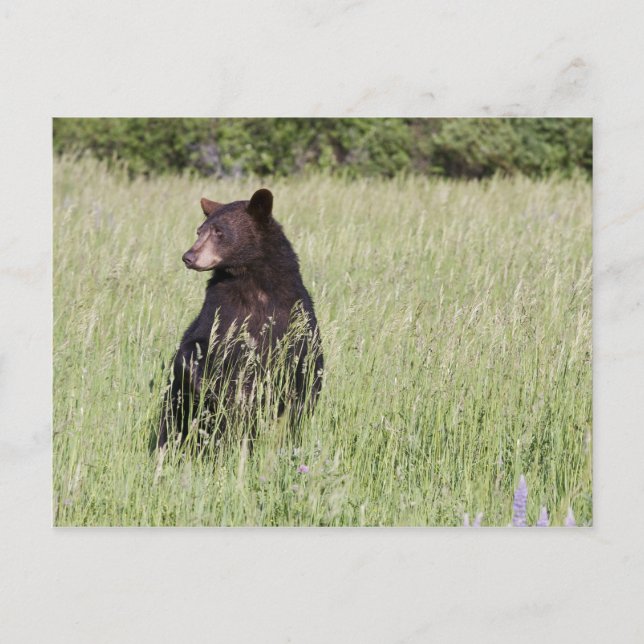 Carte postale Ours noir (Devant)