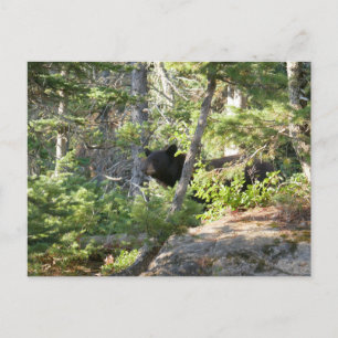 Carte Postale Ours noir à Grand Teton