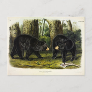 Carte Postale Ours noir américain (Ursus Americanus) par Audubon