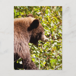 Carte Postale Ours noir cannelle