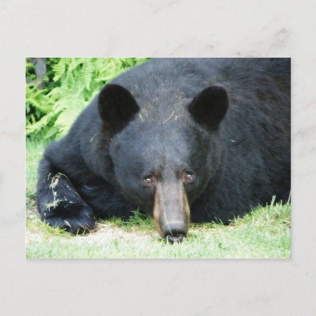 Carte Postale Ours noir - "Cubby" (Devant)