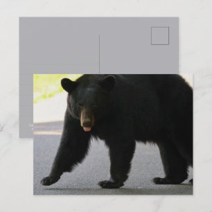 Carte Postale Ours noir dans Cades Cove - Grandes montagnes fumé