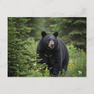 Carte Postale Ours noir dans le parc national Banff Canada