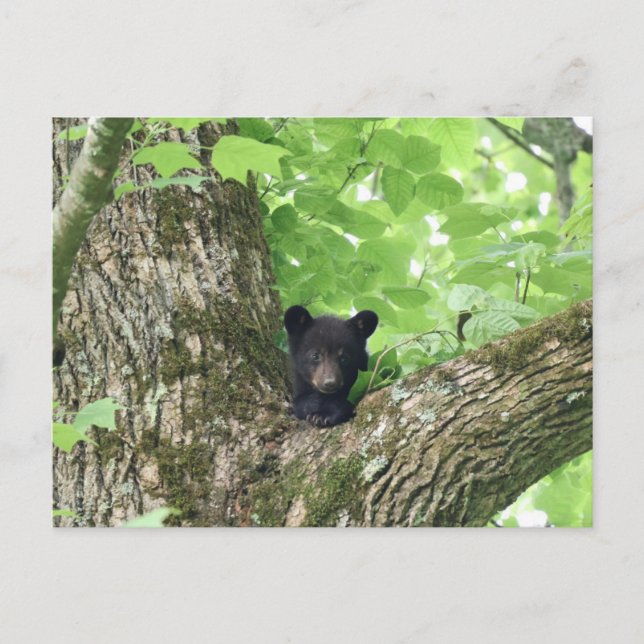 Carte Postale Ours noir de la Smoky Mountains faune (Devant)