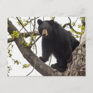 Carte Postale Ours noir Escalade