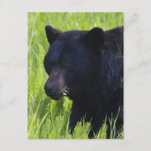 Carte postale Ours Noir Faim