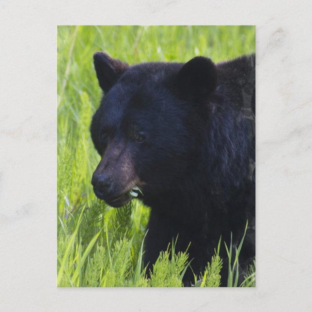 Carte postale Ours Noir Faim (Devant)