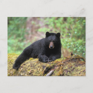 Carte Postale Ours noir sur une vieille bille de bois dans la