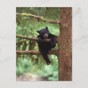 Carte Postale ours noir, Ursus americanus, ourson dans un arbre