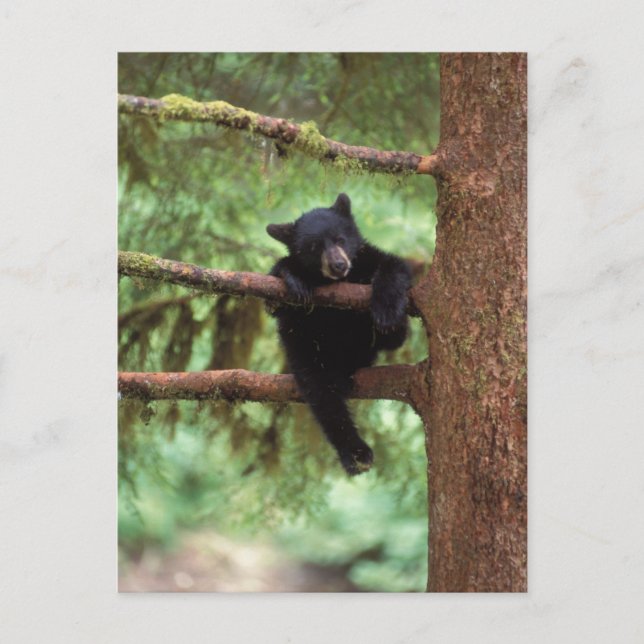 Carte Postale ours noir, Ursus americanus, ourson dans un arbre (Devant)