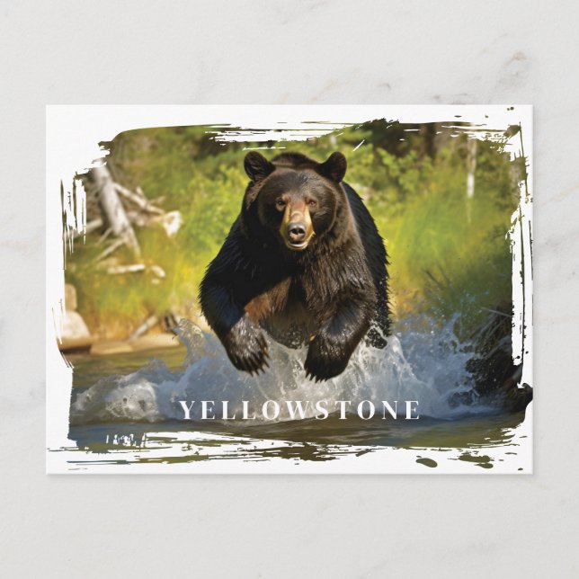 Carte postale Ours noir Yellowstone (Devant)
