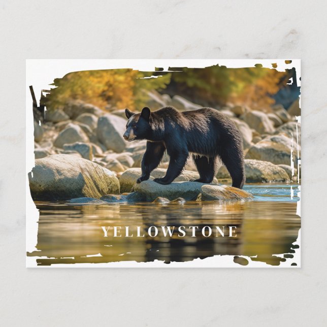 Carte postale Ours noir Yellowstone (Devant)
