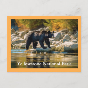 Carte postale Ours noir Yellowstone