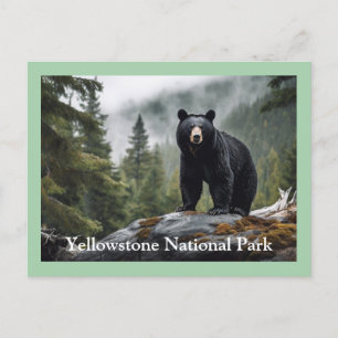 Carte postale Ours noir Yellowstone