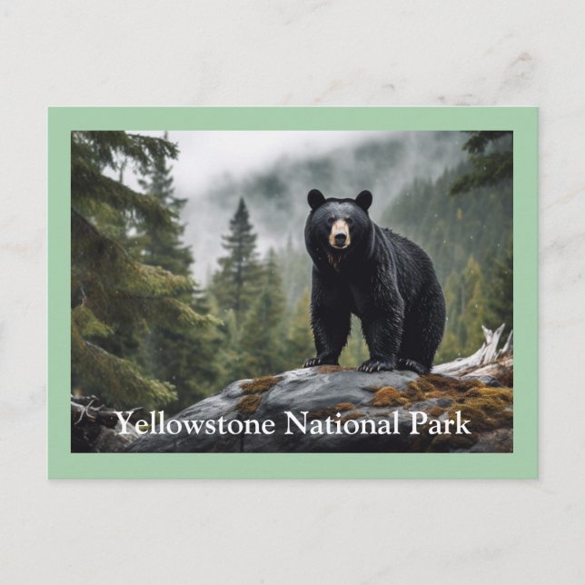 Carte postale Ours noir Yellowstone (Devant)