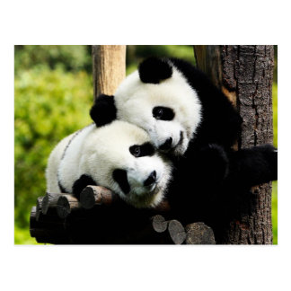 Cartes postales Ours Blanc personnalisées | Zazzle.fr Cartes postales Ours Blanc personnalisées | Zazzle.fr