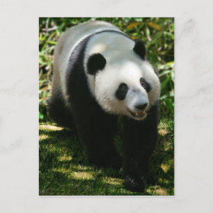 Carte Postale Ours Panda