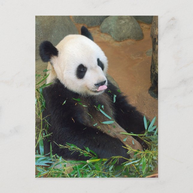 Carte Postale Ours Panda (Devant)