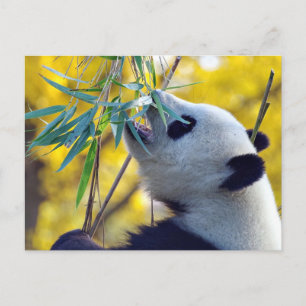 Carte Postale Ours Panda mangeant du Bambou