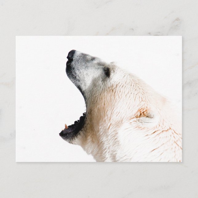 Carte Postale Ours polaire (Devant)