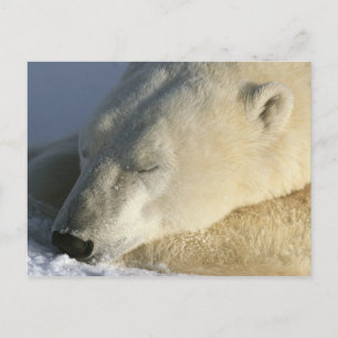 Carte Postale Ours polaire