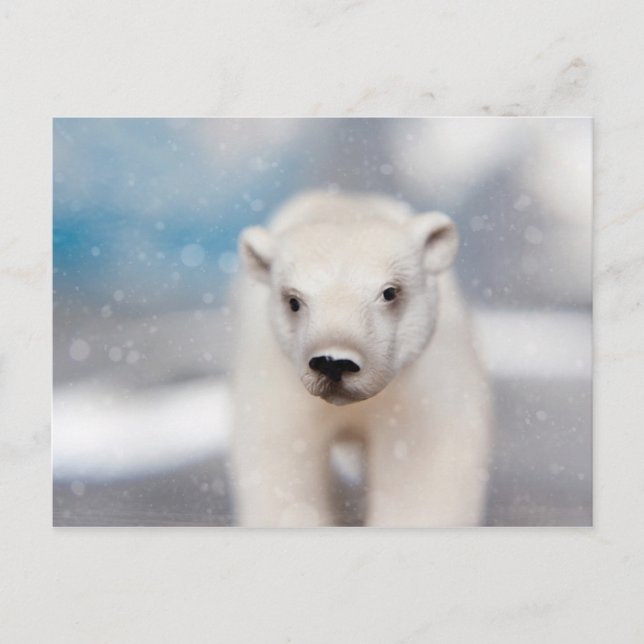 Carte postale Ours Polaire (Devant)