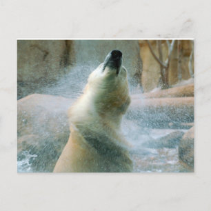 Carte Postale Ours polaire