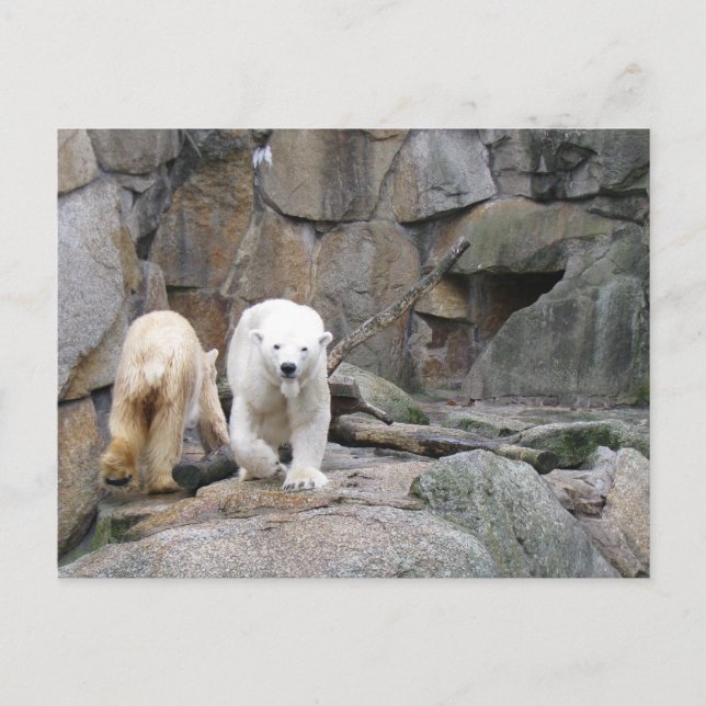 Carte postale OURS POLAIRE (Devant)