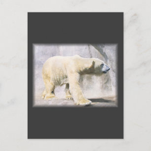 Carte Postale ours polaire