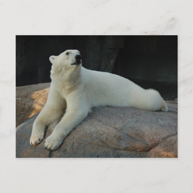 Carte postale Ours polaire (Devant)